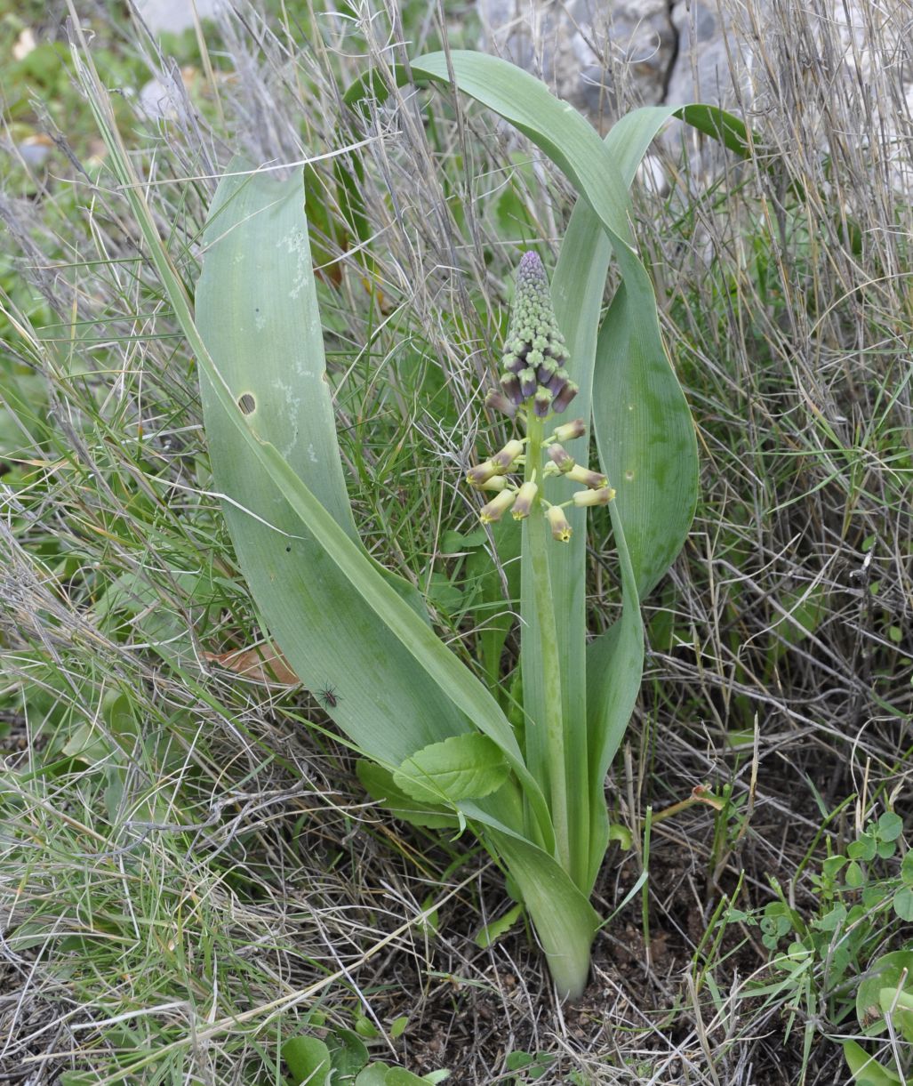 Image of genus Leopoldia specimen.