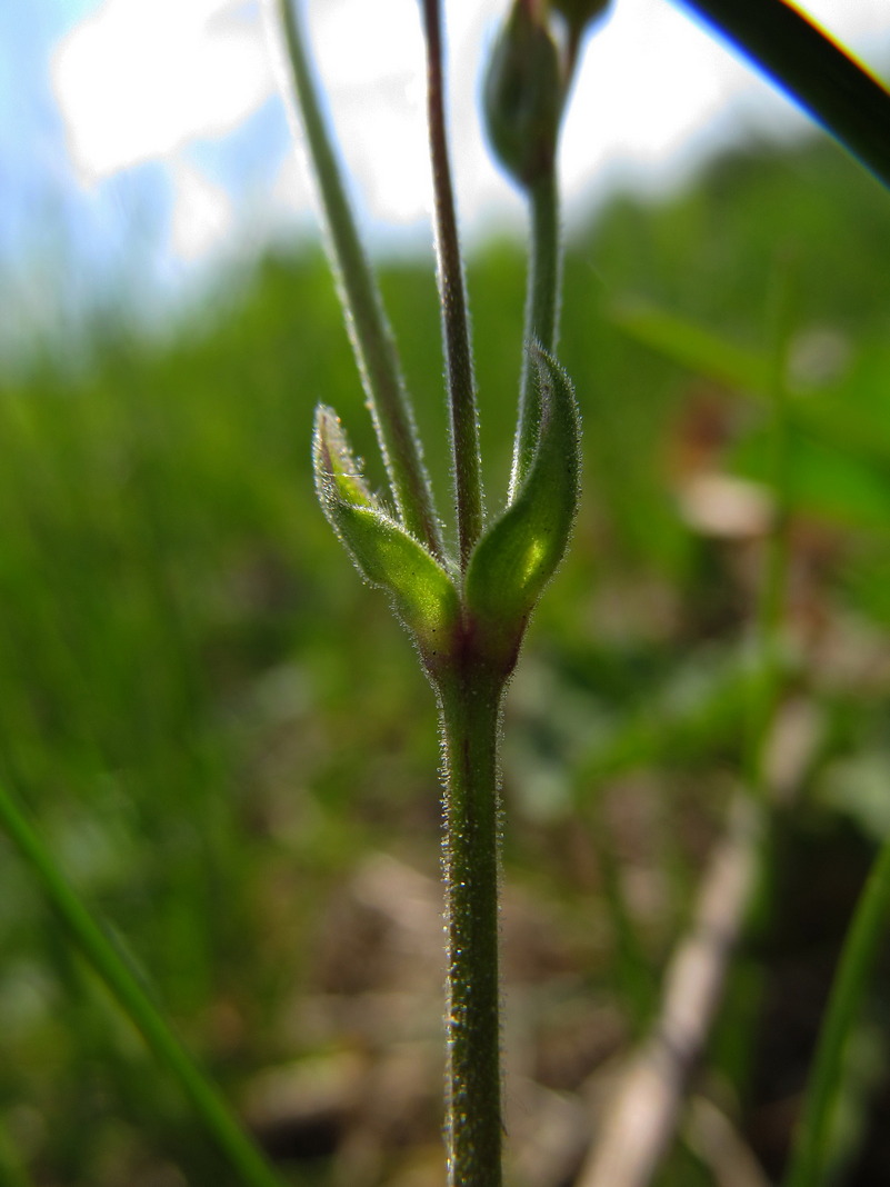 Image of Cerastium arvense specimen.