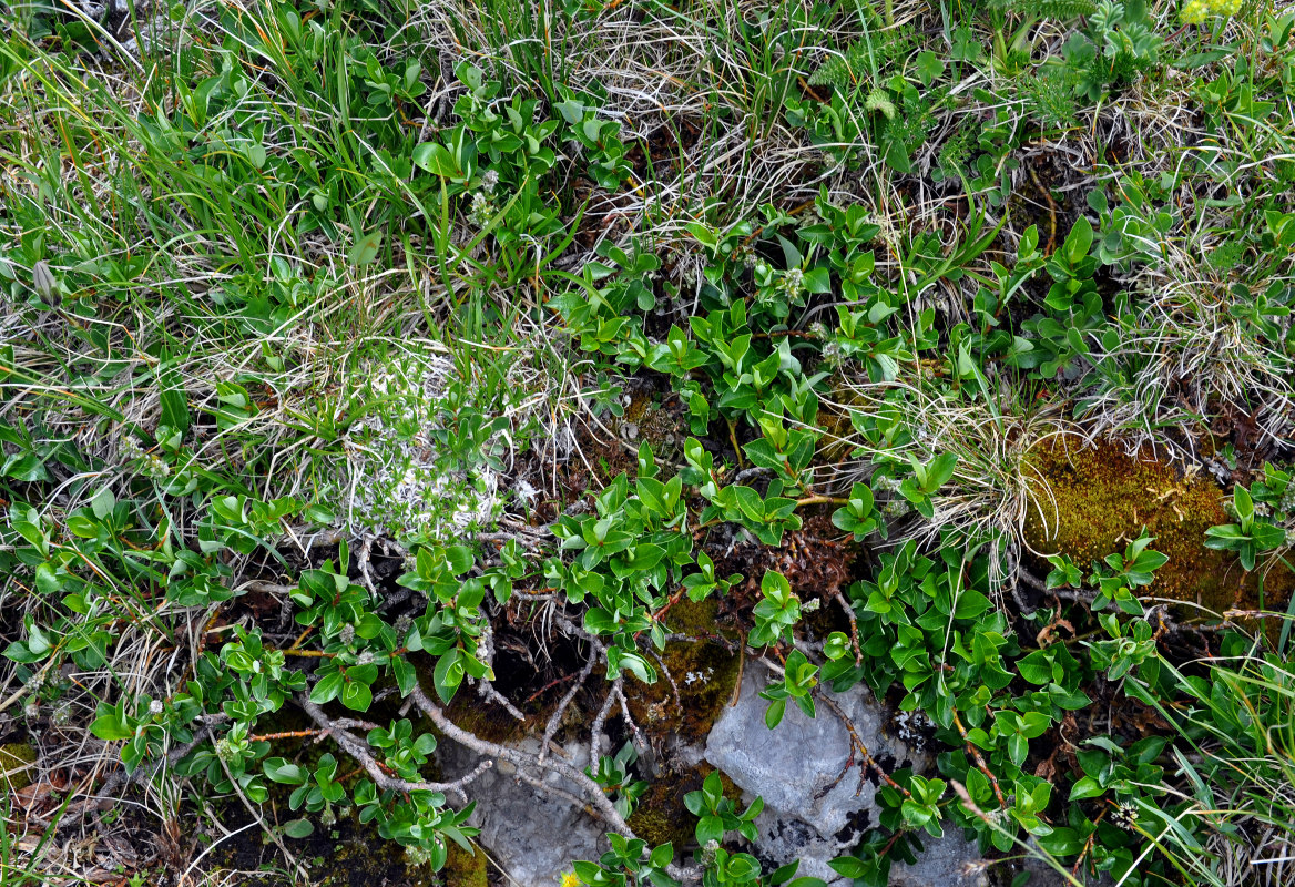 Image of Salix apoda specimen.