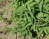 Sanguisorba officinalis