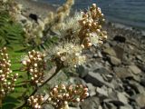 Sorbaria sorbifolia. Часть общего соцветия. Магаданская обл., окр. г. Магадан, побережье бухты Нагаева, крутой приморский склон со скальными выходами. 06.08.2016.