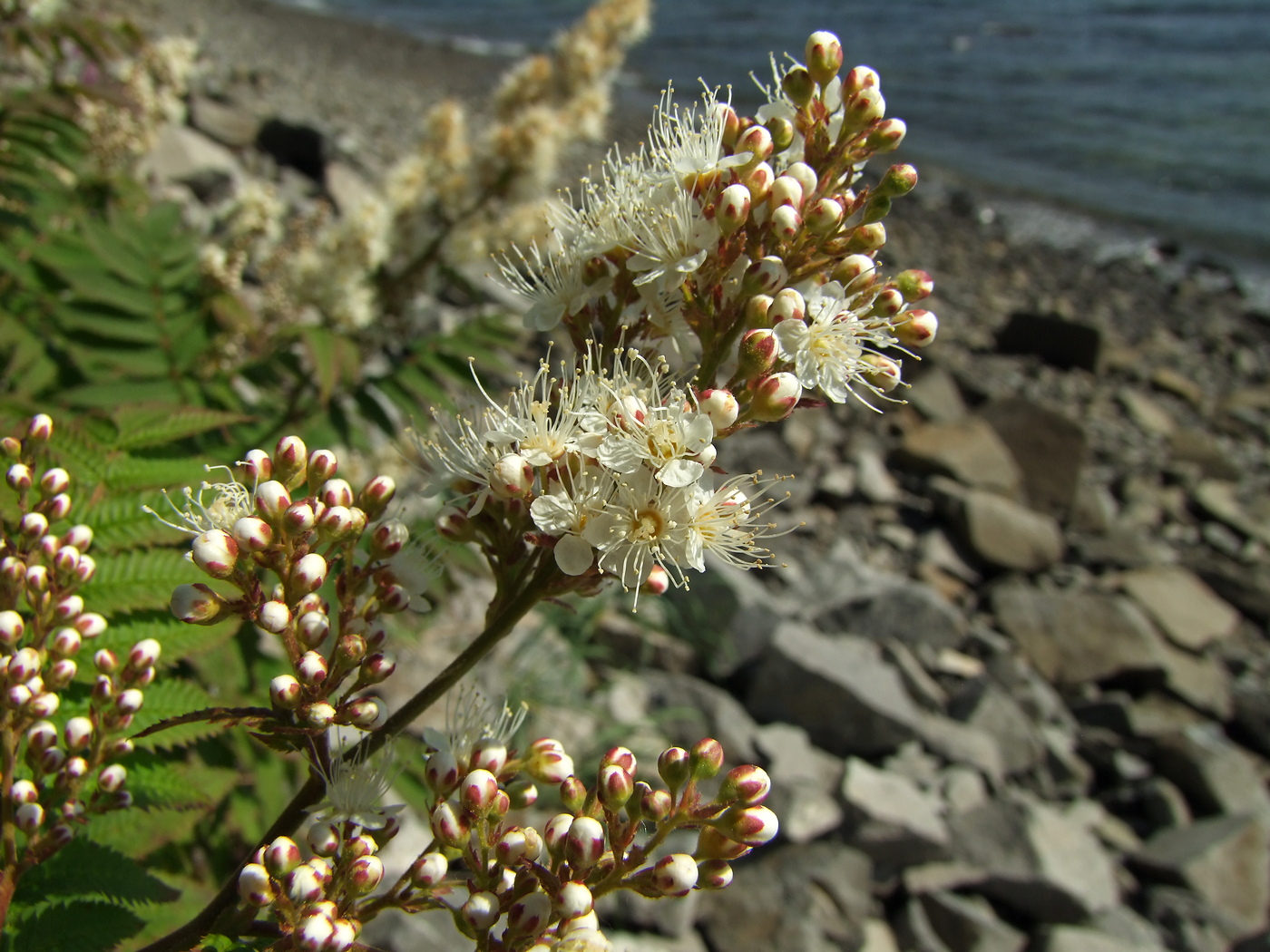 Изображение особи Sorbaria sorbifolia.