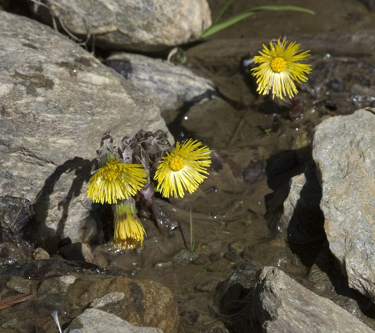 Изображение особи Tussilago farfara.
