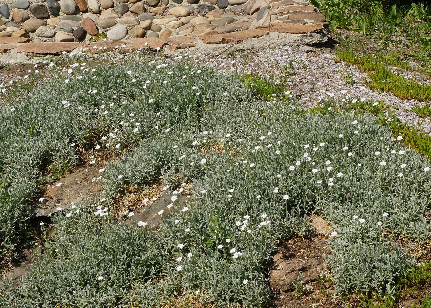 Изображение особи Cerastium argenteum.