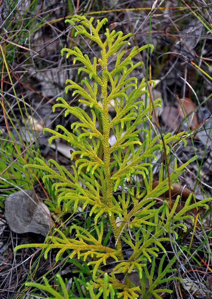 Image of Palhinhaea cernua specimen.