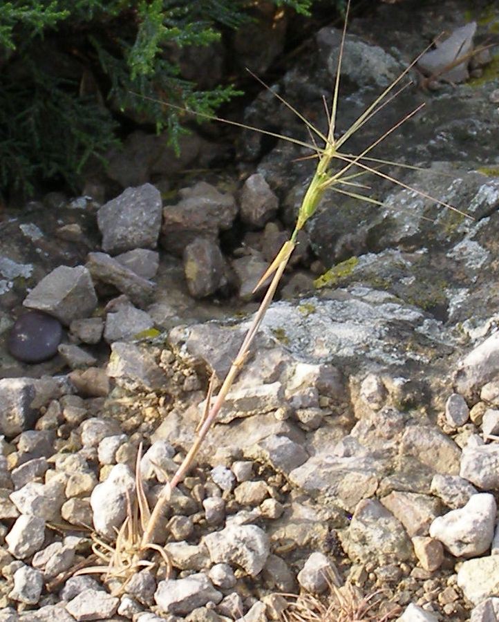Изображение особи Aegilops ovata.