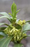 Daphne laureola