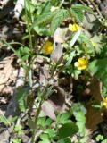 Corydalis ambigua