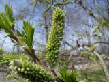 Salix schwerinii