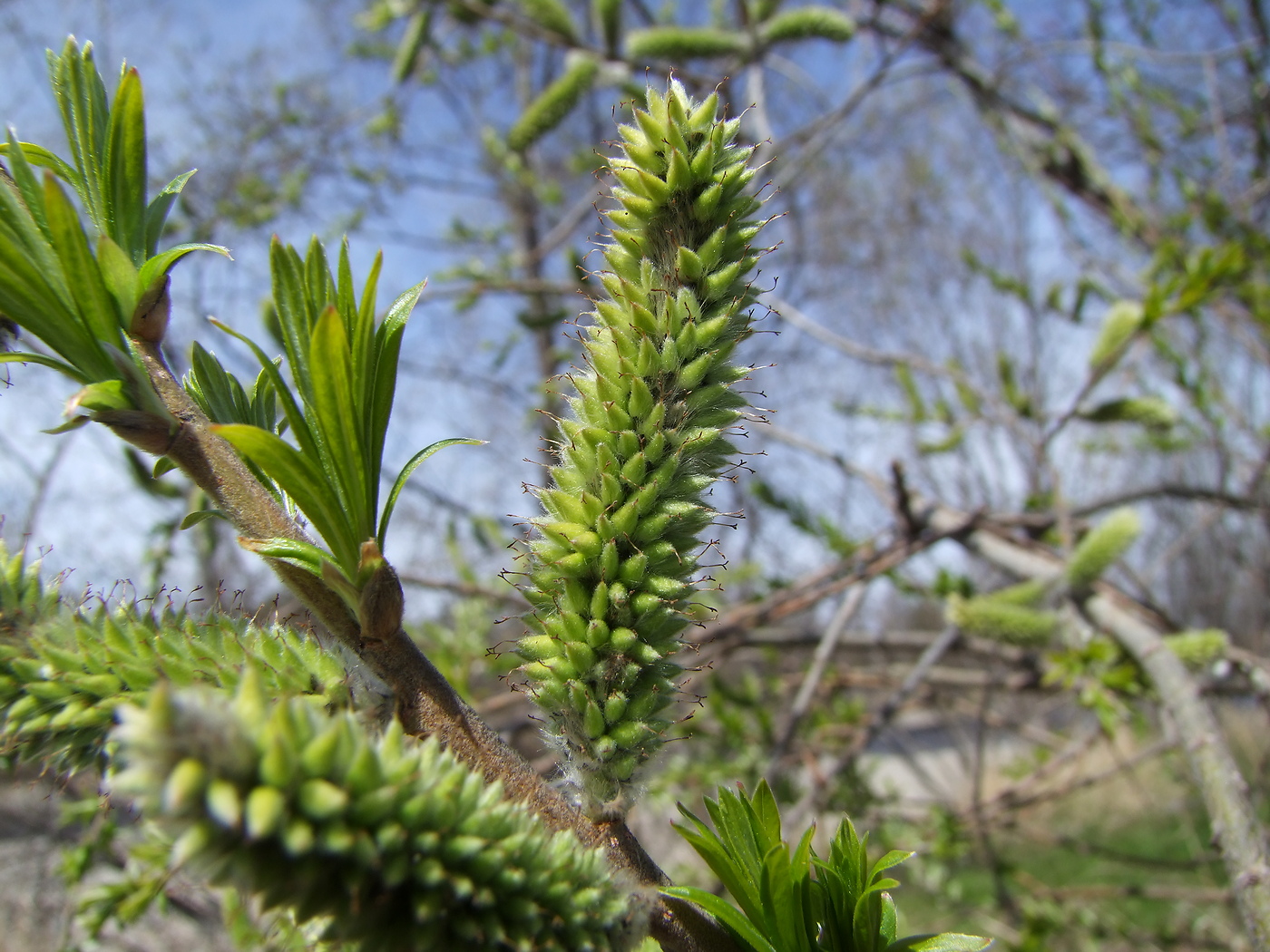 Image of Salix schwerinii specimen.