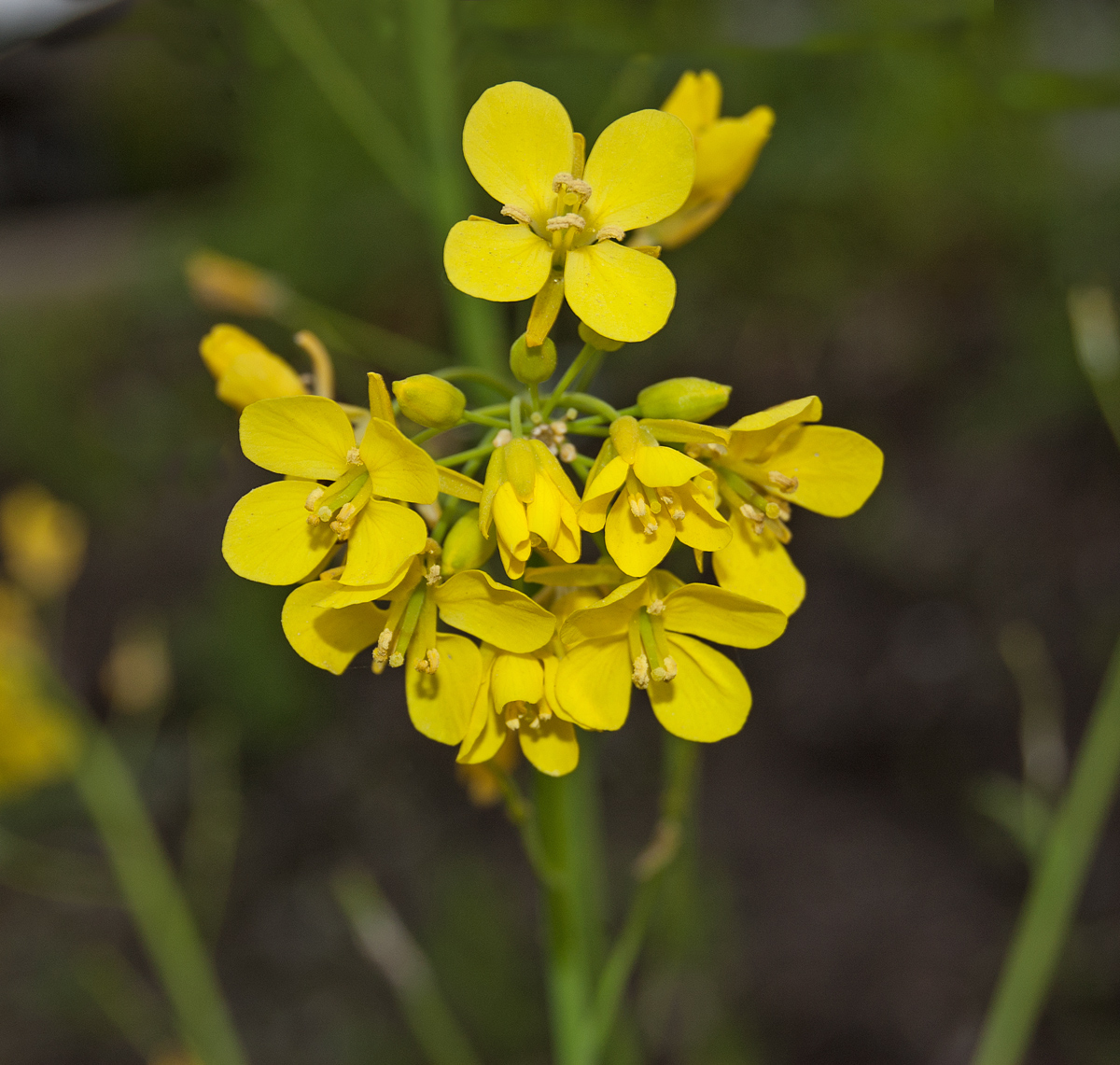 Изображение особи Brassica campestris.