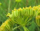 Prangos ferulacea