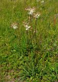 Filipendula vulgaris