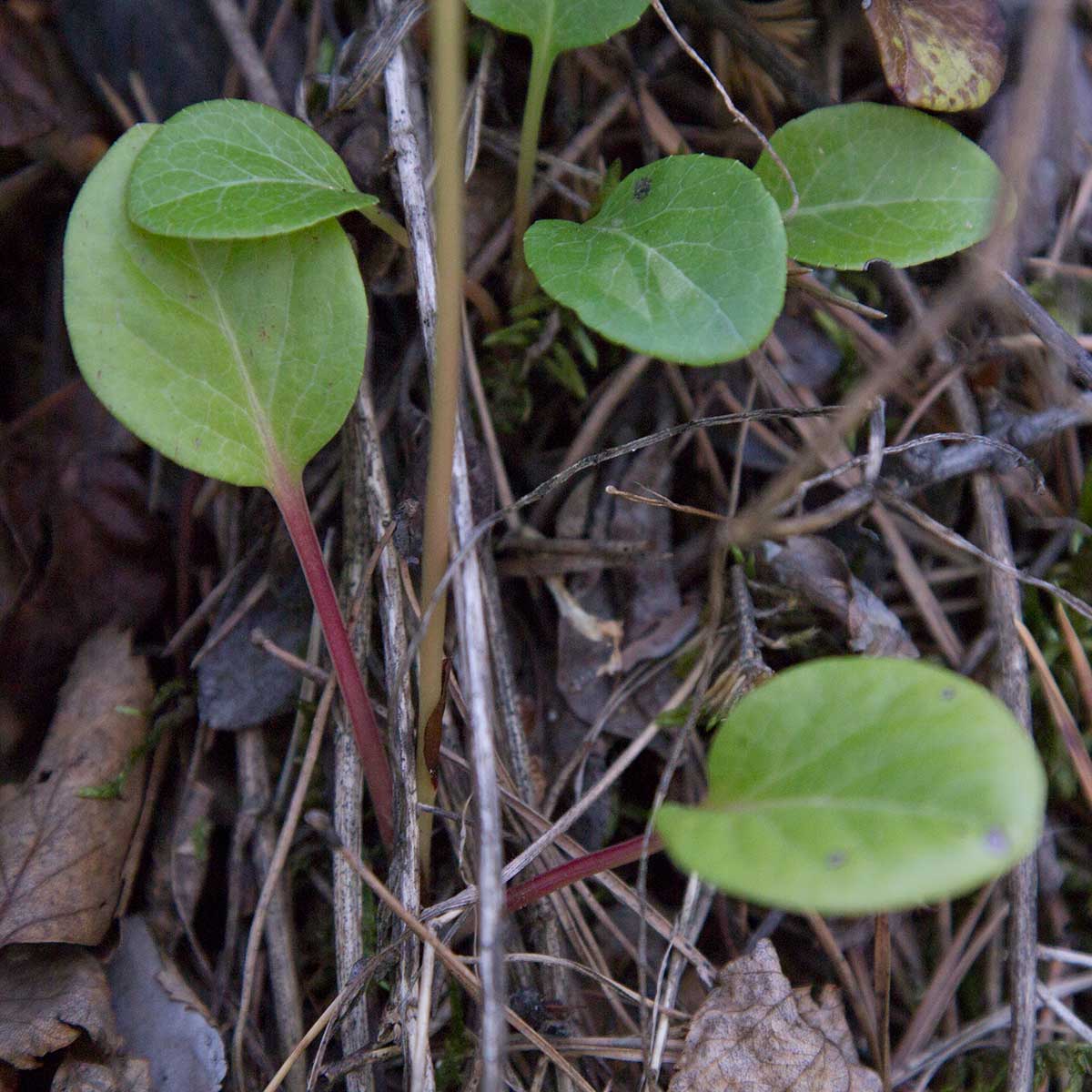 Image of Pyrola incarnata specimen.