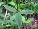 Trifolium montanum