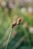 Carex leporina