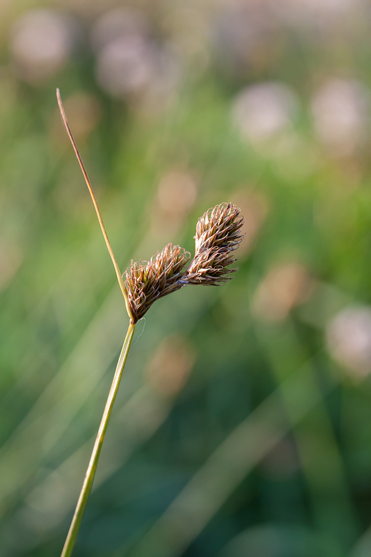 Изображение особи Carex leporina.