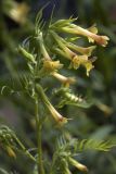 Polemonium pauciflorum. Верхушка цветущего растения. Костромская обл., Судиславский р-н, дер. Антипино, в культуре. 01.07.2018.