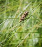 Carex lasiocarpa