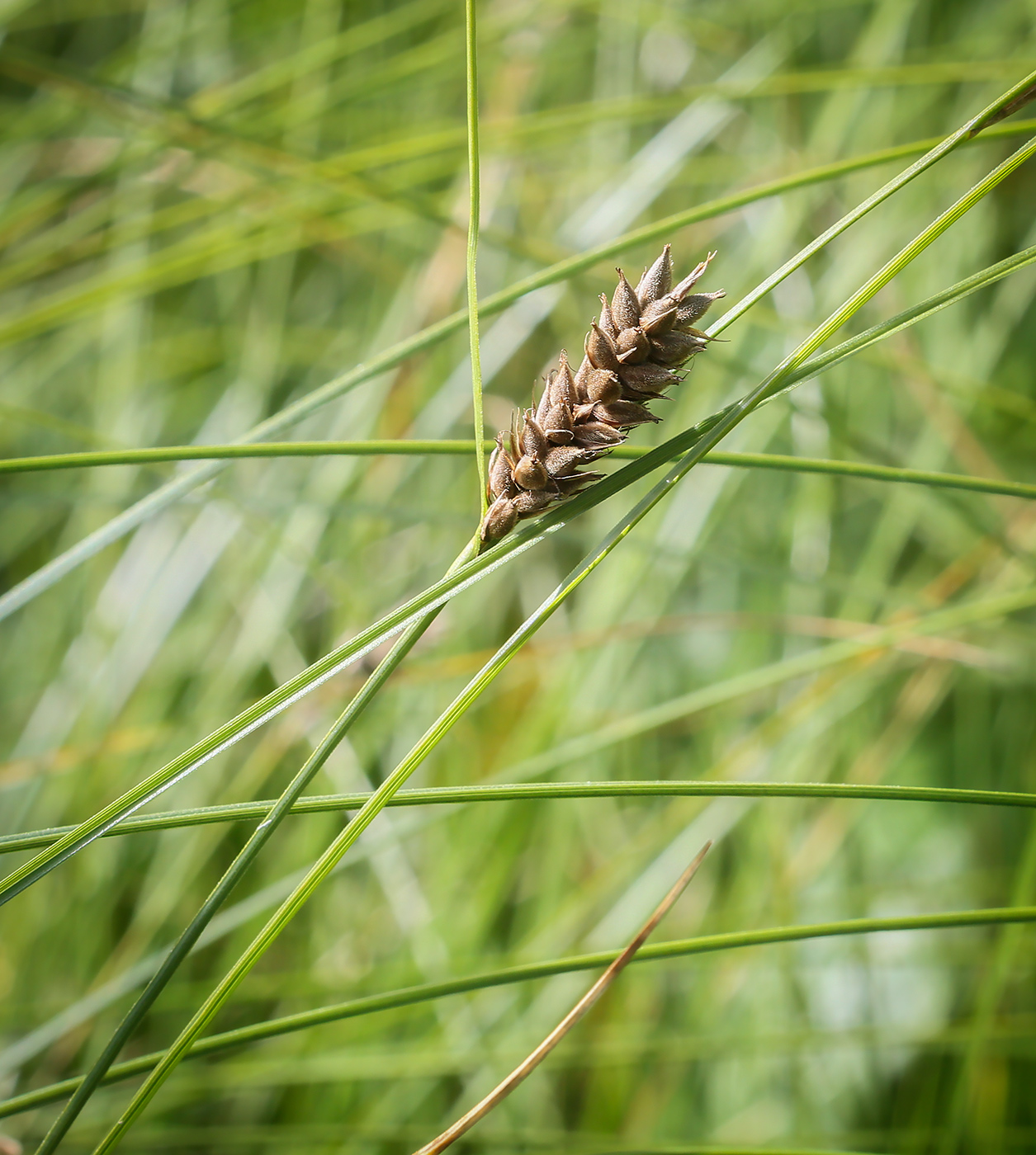 Изображение особи Carex lasiocarpa.