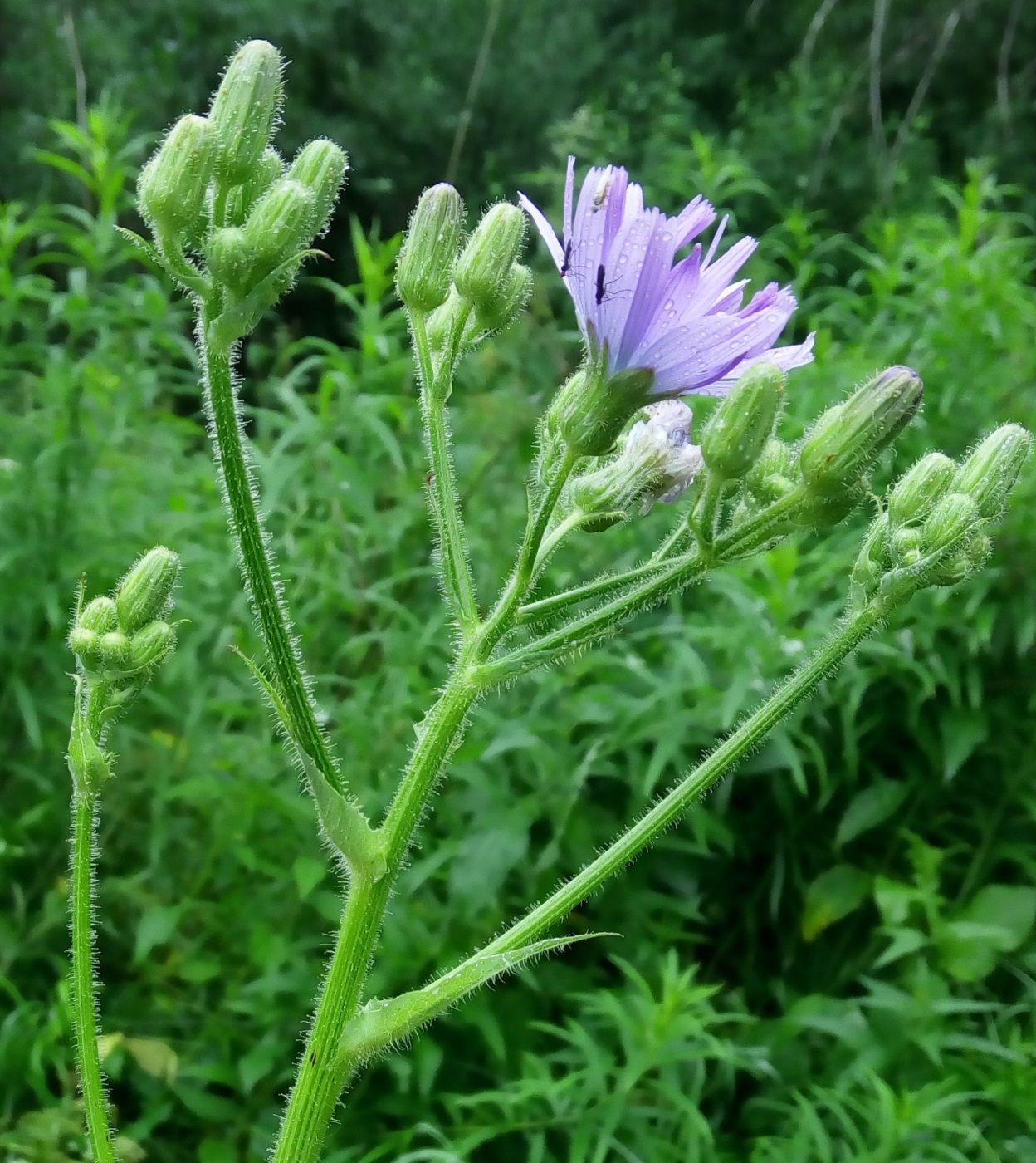 Изображение особи Cicerbita uralensis.