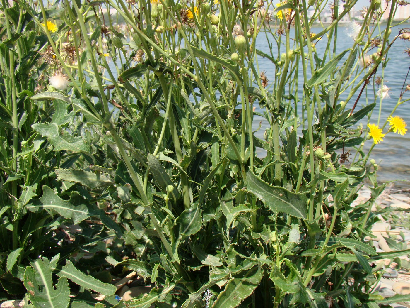 Image of Sonchus arvensis ssp. uliginosus specimen.