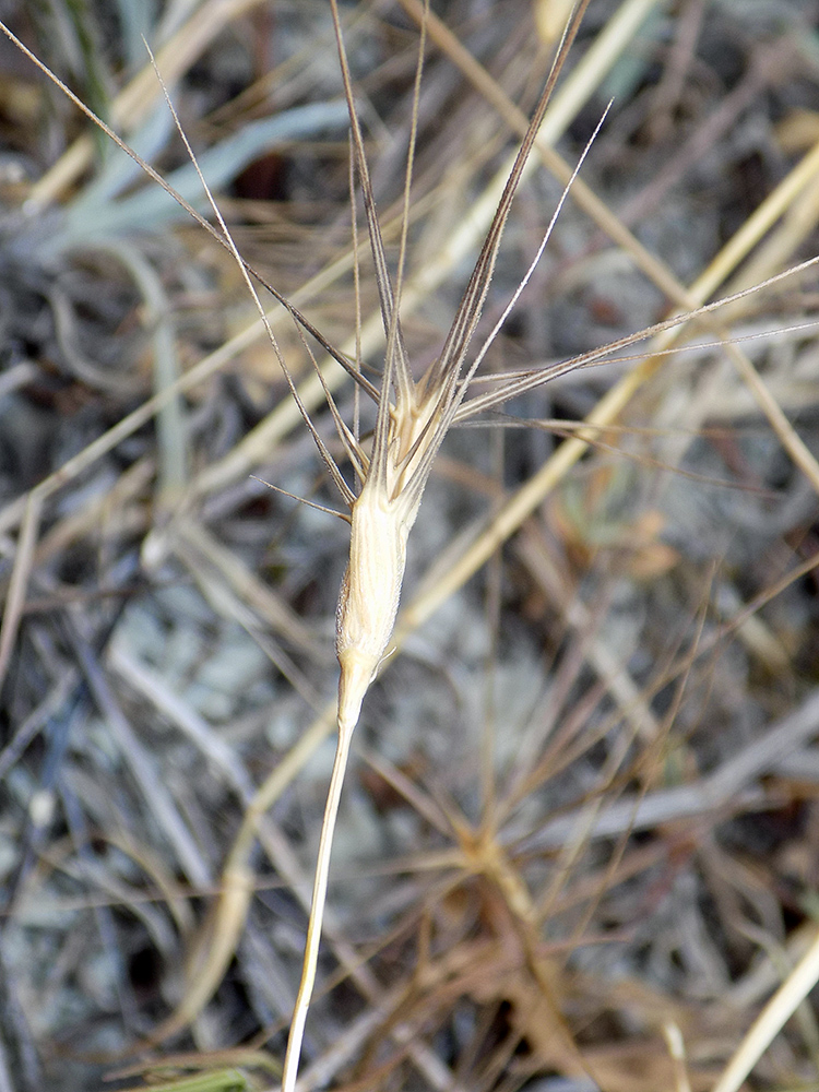 Изображение особи Aegilops biuncialis.