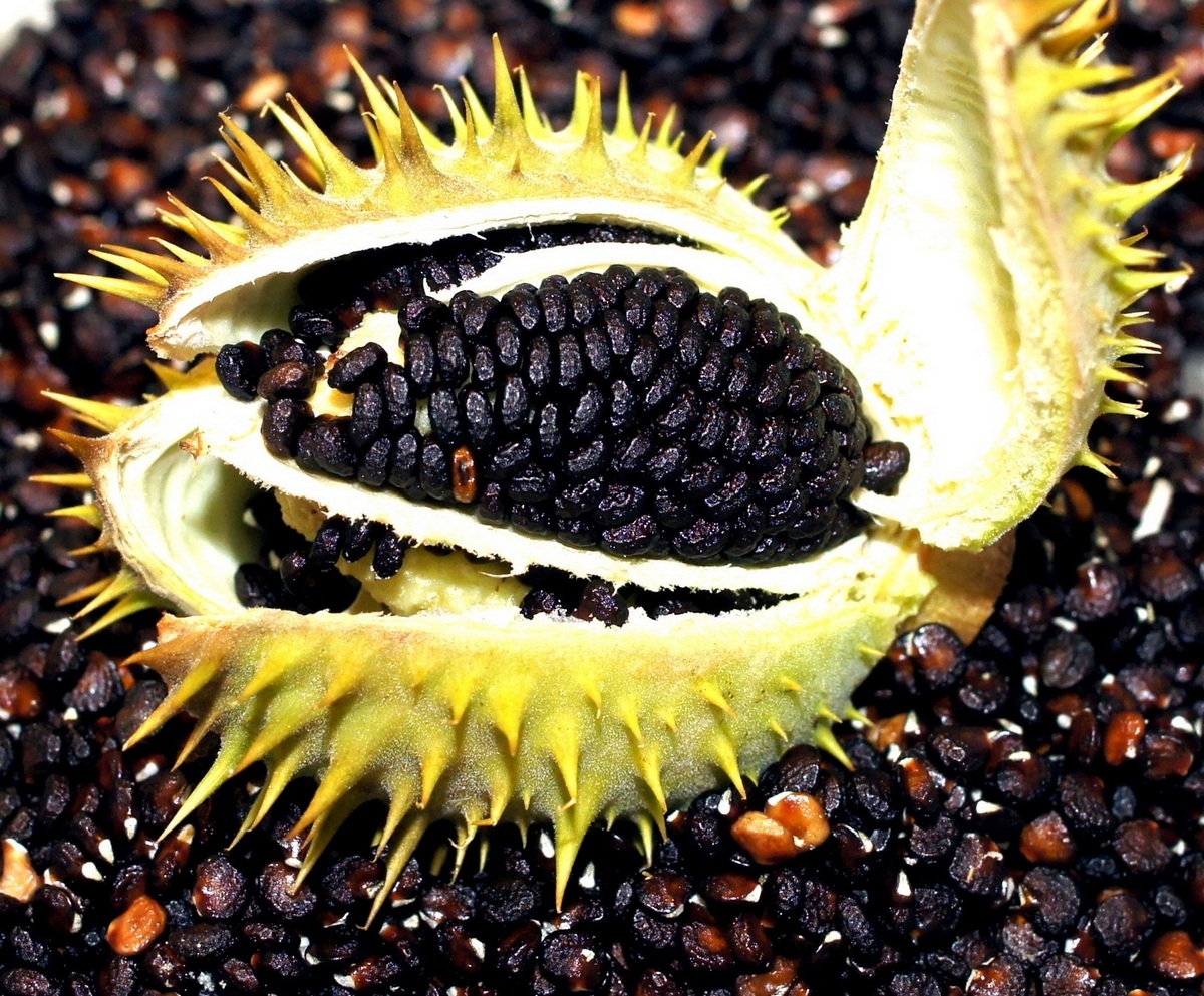 Image of Datura stramonium specimen.