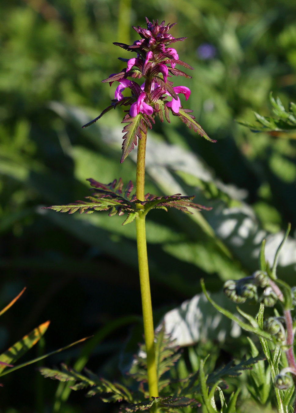 Image of Pedicularis chamissonis specimen.