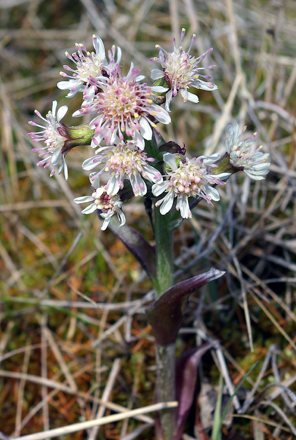 Изображение особи Petasites frigidus.