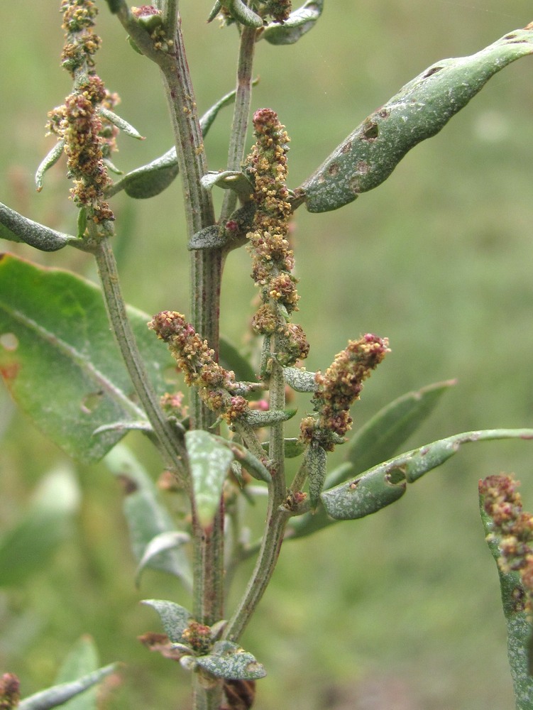 Image of Atriplex sagittata specimen.