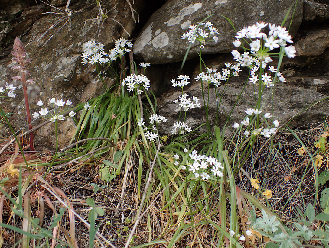 Image of Allium subhirsutum specimen.