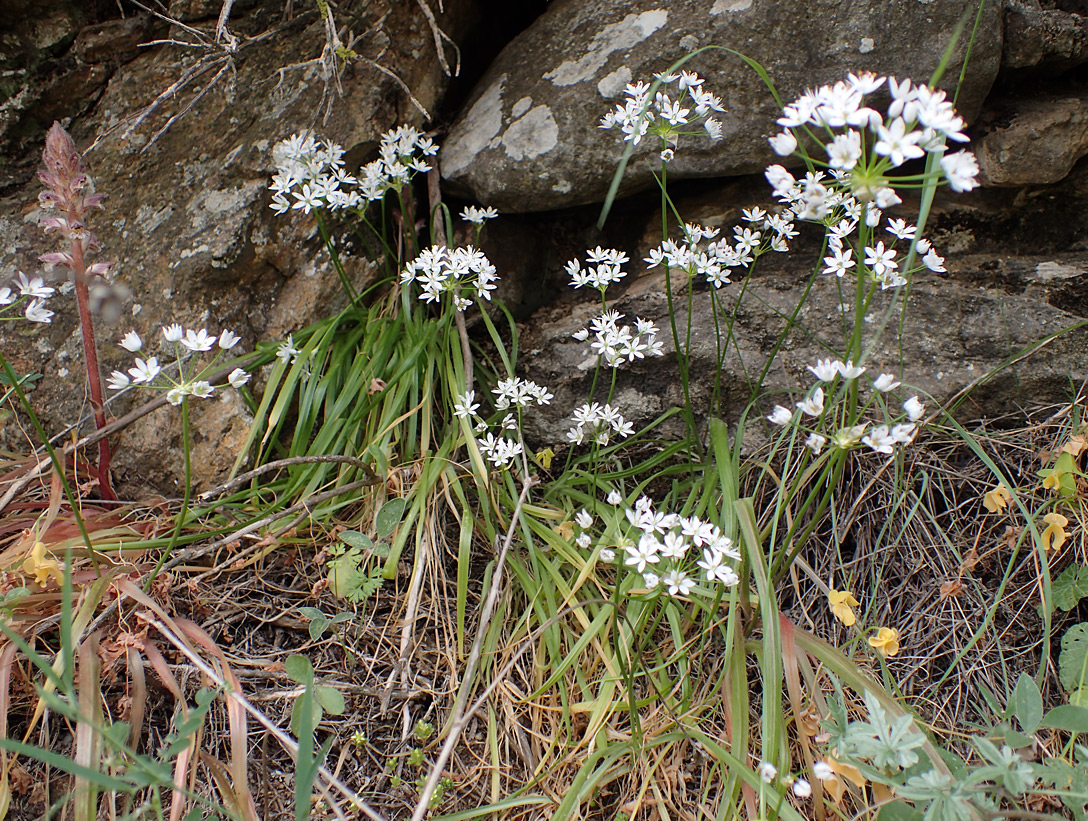 Изображение особи Allium subhirsutum.