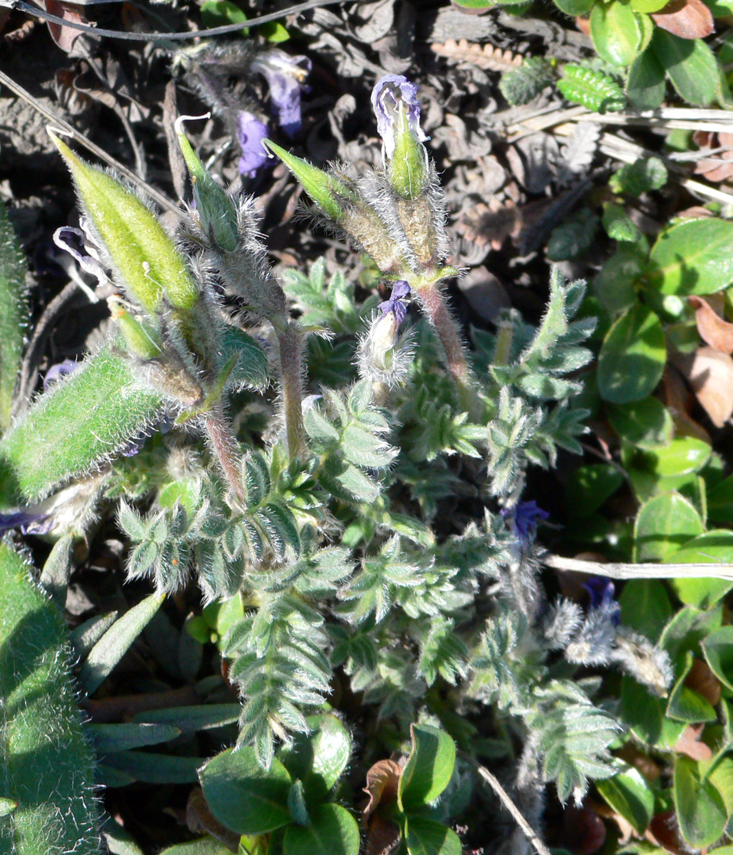 Изображение особи Oxytropis nigrescens.