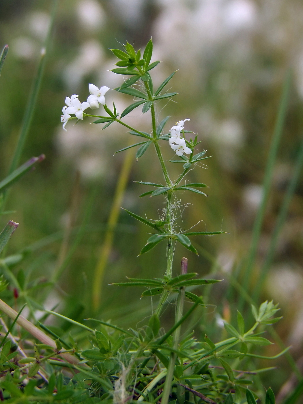 Изображение особи Galium uliginosum.