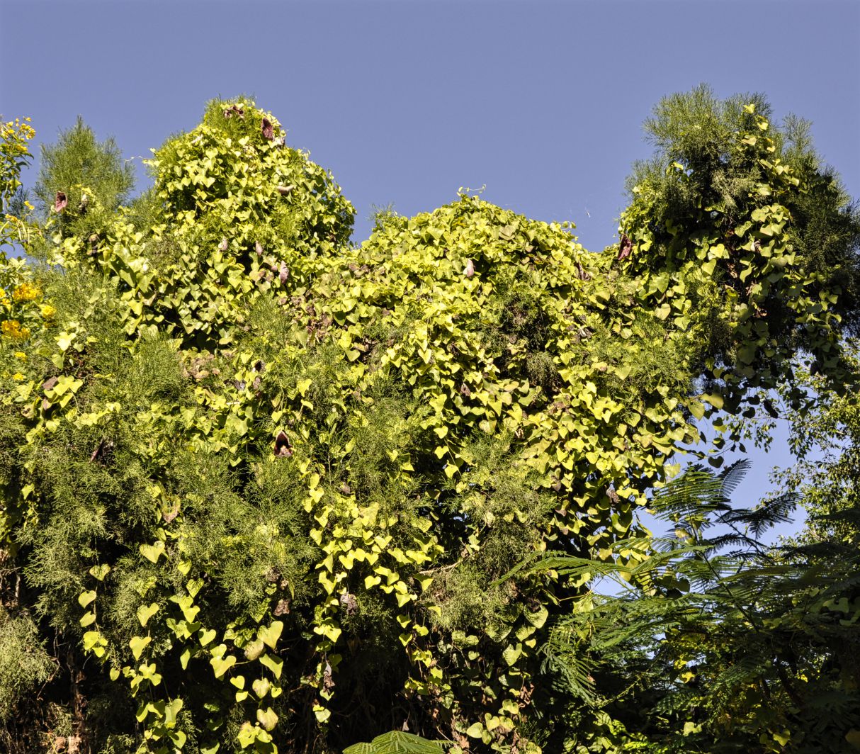 Image of genus Aristolochia specimen.