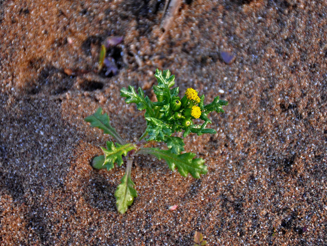 Изображение особи Senecio vulgaris.