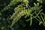 Cimicifuga europaea
