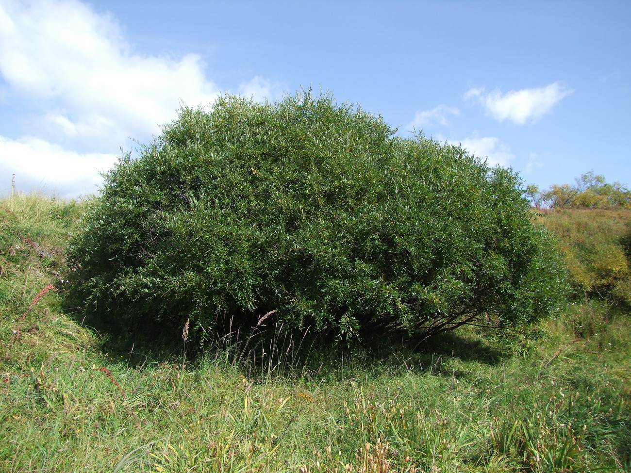 Изображение особи Salix udensis.