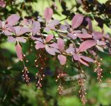 Berberis форма atropurpurea