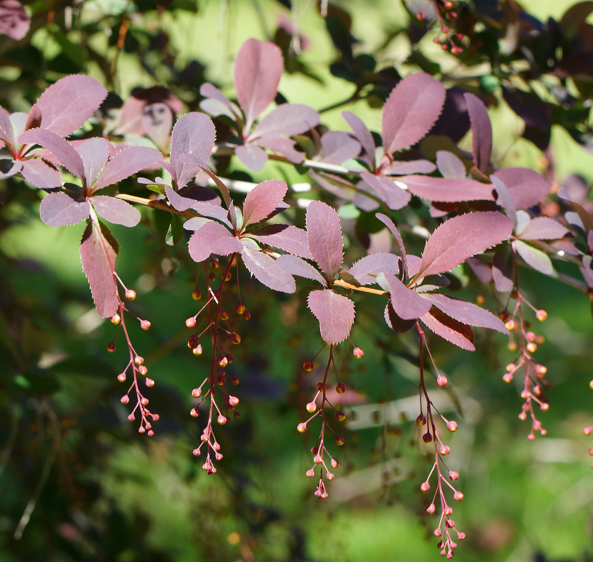 Изображение особи Berberis vulgaris f. atropurpurea.