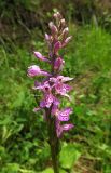 Dactylorhiza fuchsii