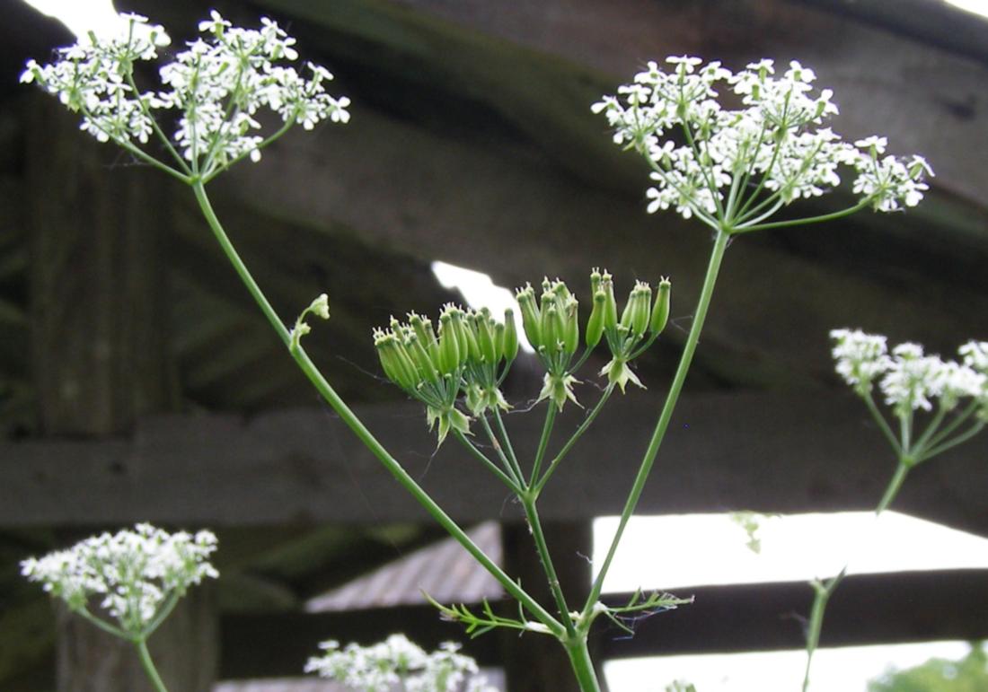 Изображение особи Anthriscus sylvestris.