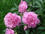 Paeonia lactiflora. Цветки, бутоны и части листьев (махровый культивар). Иркутская обл., Слюдянский р-н, окраина г. Слюдянка, палисадник. 24.06.2018.