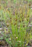 Juncus effusus