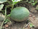 Melo sativus. Часть побега с незрелым плодом. Краснодарский край, Абинский р-н, ст-ца Холмская, огород. 25.06.2018.