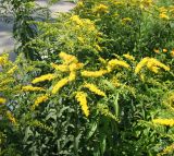 Solidago canadensis