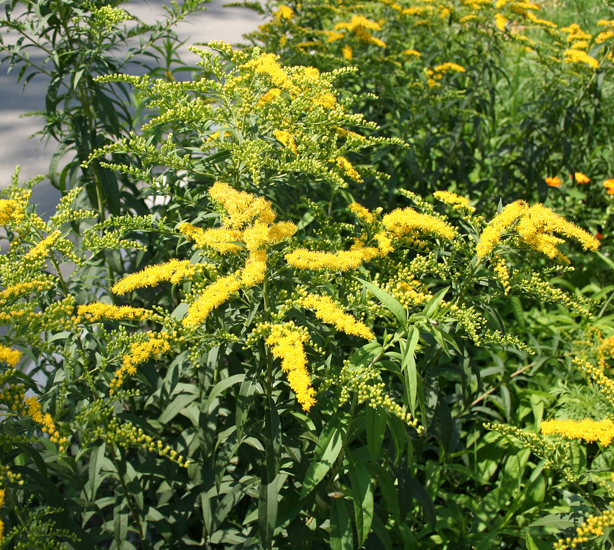 Изображение особи Solidago canadensis.