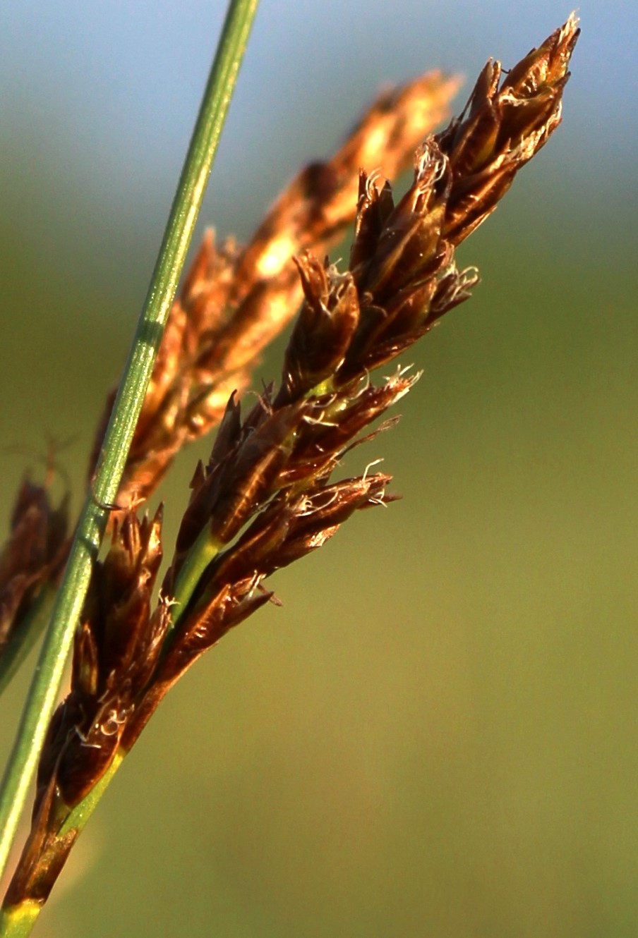 Изображение особи Kobresia filifolia.