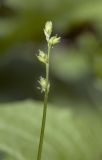 Carex loliacea